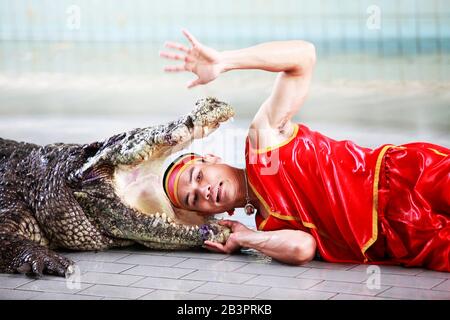 Thailand, PATTAYA - 02. NOVEMBER: Traditionell für Thailand "wie der Krokodile" . Ein Zoowärter neckt am 2. november 2009 ein Krokodil. Thailand, Pattaya Stockfoto