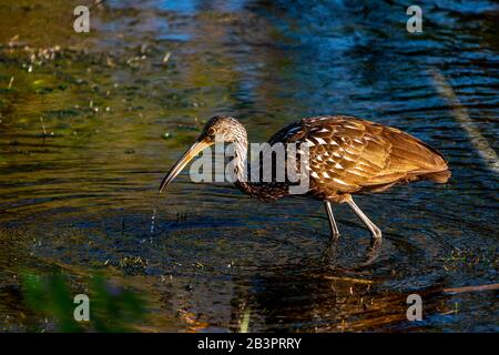 Ein Limpkin (Aramus guarauna) weht in den Gewässern des Orlando Wetlands Park, Florida, USA. Stockfoto