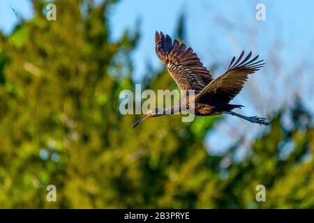 Ein Limpkin (Aramus guarauna) im Flug über den Orlando Wetlands Park, Florida, USA. Stockfoto