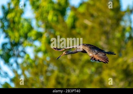 Ein Limpkin (Aramus guarauna) im Flug über den Orlando Wetlands Park, Florida, USA. Stockfoto