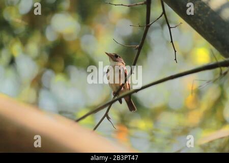 asiatischer brauner Flycatcher (Muscicapa dauurica) auf einem Bambuszweig sitzend, Landschaft westbengalen in indien Stockfoto