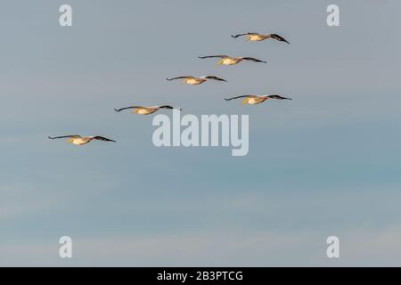 Eine Schar amerikanischer Weißer Pelikane (Pelecanus erythrorhynchos) im Flug gegen einen bewölkten Himmel in Florida, USA. Stockfoto