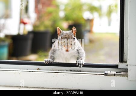 Vorderansicht Nahaufnahme, wundervolle freche Gartenanlage Großbritannien graues Hörnchen (Sciurus carolinensis) isoliert durch offene Hintertür auf Schritt sitzend, Pfoten auf Schwellerschrillen. Stockfoto