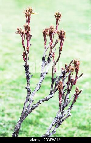 Paeonia x suffruticosa Baum Pfingstrose Zweig neue frische Blätter auf Ästen Pfingstrosen Sträucher im frühen Frühjahr März Garten Baum Pfingstrose Triebe Holzige Stiele Stockfoto