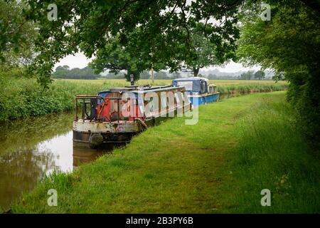 Alte Boote moorierten auf einem Kanal in ländlicher Umgebung neben einem Grasaufweg am Shropshire Union Canal. Stockfoto