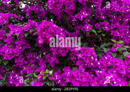 Blendendes Helles violettes Bougainvillea als Hintergrund oder Textur, Mittelgroß, Blick Auf Augenhöhe Stockfoto