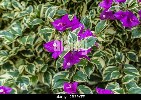 Blendendes Helles violettes Bougainvillea als Hintergrund oder Textur, Nahaufnahme, Draufsicht Stockfoto