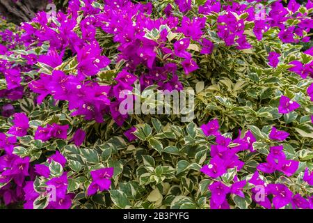 Blendendes Helles violettes Bougainvillea als Hintergrund oder Textur, Mittelgroß, Ansicht In Hohem Winkel Stockfoto