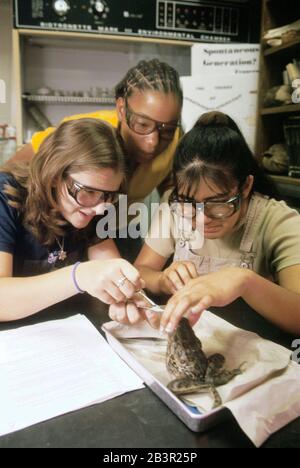 Austin, Texas, USA, um 2000: Studenten der 8th Grad fortgeschrittenen Biologie an der Kealing Middle School arbeiten in der Klasse an einer Froschsektion zusammen. ©Bob Daemmrich Stockfoto