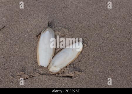 Gefunden, natürliche Tintenfisch Knochen aka cuttlebone, die innere Schale von Kopffüßern. Auf Sand. Gefüttert zu vögeln. Stockfoto