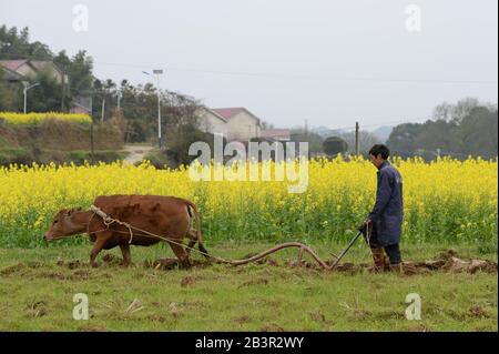 Changsha, Chinas Hunan-Provinz. März 2020. Ein Bauer arbeitet auf dem Feld im Dorf Yutan der Stadt Liuyang, der zentralchinesischen Provinz Hunan, am 5. März 2020. Credit: Chen Zhenhai/Xinhua/Alamy Live News Stockfoto