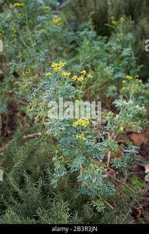 Ruta graveolens Kraut mit gelben Blumen Stockfoto