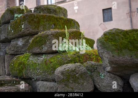 Nabelikus rupestris Pflanzen auf Ruinen in Rom Stockfoto