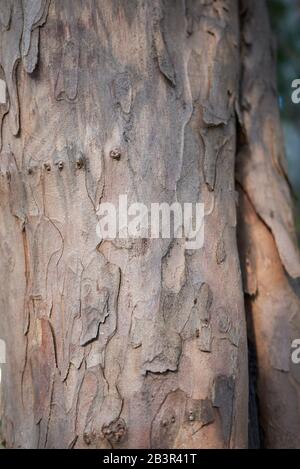Rinde nah am Taxus Baccata Baum Stockfoto