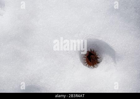 Nahaufnahme eines umgestürzten Buchenstamms (Fagus sylvatica) auf frisch gefallenem unberührtem Schnee. Kunst, Konzept. Hintergrund. Winter. Stockfoto