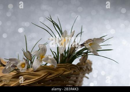 Wassertropfen auf einer Krokusblüte dicht oben. Frühling Natur Hintergrund. Stockfoto