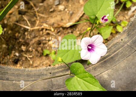 Eine kleine violette Blume Glocke auf einem verschwendeten alten Reifen gepflanzt. Stockfoto
