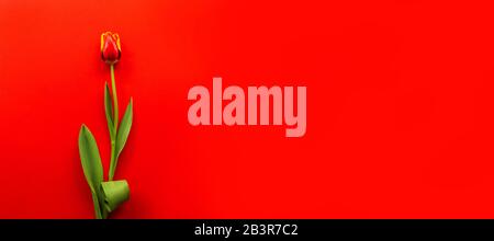 Banner mit einem Blumenstrauß roter Tulpen auf rotem Hintergrund. Flaches Lay mit Blumen, Draufsicht mit Copyspace. Internationaler Frauentag, Mother's Day Konzept. Valentinstag, Frühlingshintergrund, Blumenmock oben Stockfoto