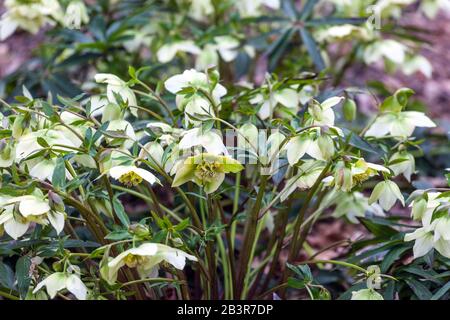 Weiße Fastenrose Helleborus orientalis 'Frühlingssonne' in einem Garten, Hellebore Hellebores Stockfoto
