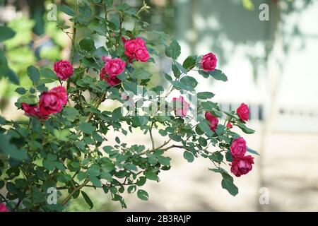 Magenta-Buschwosen blühen im sonnigen Sommerhof. Stockfoto
