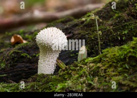 Gemeine Puffball (Lycoperdon perlatum) Pilze, die auf Totholz wachsen. Auch bekannt als Devil's Snuff-Box, Gem-Studed Puffball und Warted Puffball. Stockfoto
