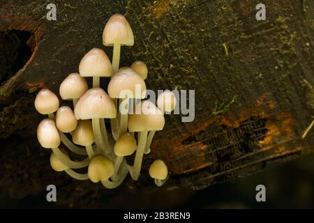 Pilze aus gebastelter Motorhaube (Mycena inclinata), die auf Totholz wachsen. Stockfoto