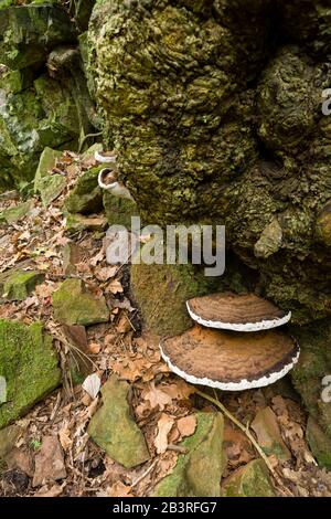 Künstler's Bracket (Ganoderma applanatum), die an einem Baum wachsen. Auch bekannt als Künstler-Conk und Bärenbrot. Stockfoto