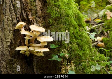 Der parasitäre Honigpilz (Armillaria mellea) wächst an der Basis eines Baumes in Waldland. Stockfoto