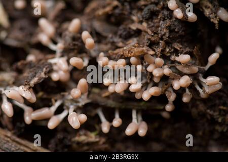 Carnival Candy Slime Mold (Arcyria denudata) fruchtet Körper in ihrer frühen Entwicklungsstufe auf verrottendem Holz. Stockfoto