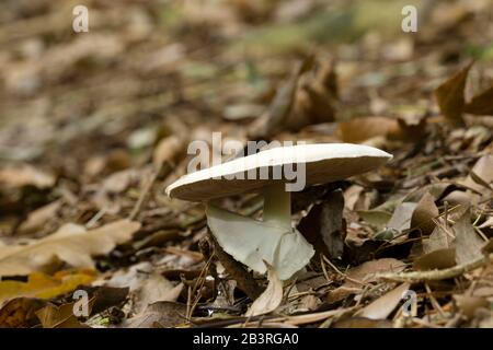 Ein Holzmushroom (Agaricus silvicola), der in Blattwurz auf einem Holzboden wächst. Stockfoto