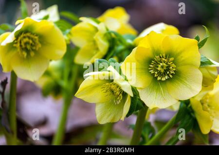 Gelbe Fastenrose Helleborus orientalis 'SP Sally' in einem Garten, Hellebore, Hellebores Stockfoto