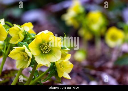 Gelbe Fastenrose Helleborus orientalis 'SP Sally' in einem Garten, Hellebore, Hellebores Stockfoto