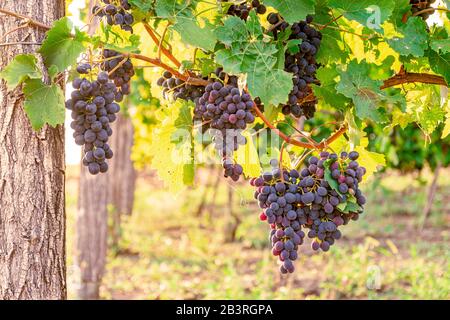 Weinberge mit blauen Trauben bei Sonnenuntergang in der Herbsternte. Reife Trauben im Herbst in der Dämmerung. Stockfoto