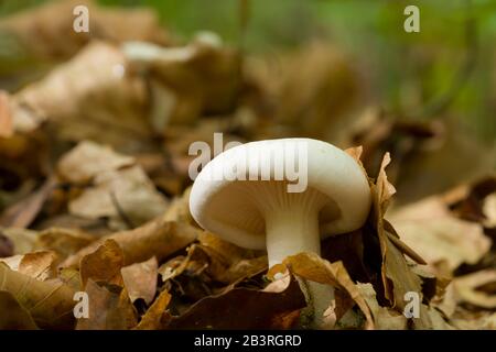 Der pilz miller (Clitopilus prunulus) wächst in Blattwurz auf einem Waldboden. Auch bekannt als Süßbrotpilz Stockfoto