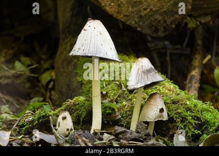 Gewöhnliche Tintenmüllpilze (Coprinopsis atramentaria). Stockfoto