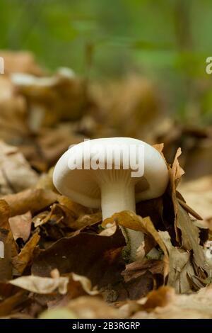 Der pilz miller (Clitopilus prunulus) wächst in Blattwurz auf einem Waldboden. Auch bekannt als Süßbrotpilz Stockfoto