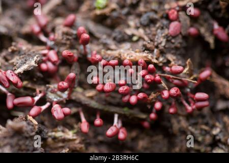 Carnival Candy Slime Mold (Arcyria denudata) fruchtet Körper auf verrottendem Holz. Stockfoto