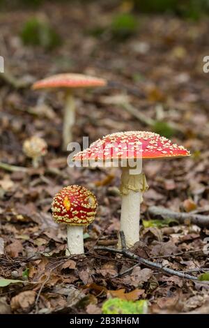 Fliege Acharikalpilze (Amanita muscaria), die auf einem Waldboden wachsen, Somerset, England. Stockfoto