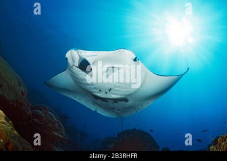 Riesenmanta, Manta (Manta birostris), Mantarochen, Teufelsrochen, Rotes Meer, Indischer Ozean, Pazifik Stockfoto