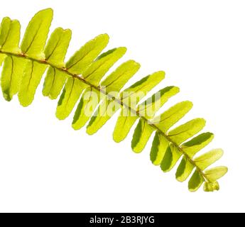 Spitze des Farnblatts, isoliert auf weiß, Detail Stockfoto