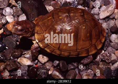 Die gewöhnliche Kastenschildkröte (Terrapene carolina) Stockfoto