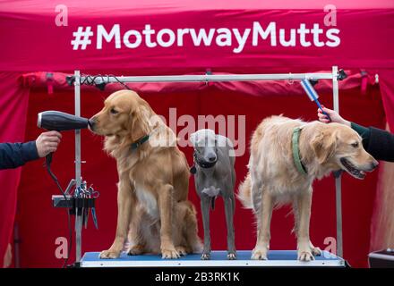 Lloyd, das italienische Greyhound/Whippet-Kreuz (Mitte) mit den Golden Retrievers Hugo und Huxley bei der Eröffnung eines Pop-up-Spa für Hunde auf dem Weg zu den diesjährigen Crufts, bei Roadchef in Norton Canes. PA-Foto. Bilddatum: Donnerstag, 5. März 2020. Das Spa wurde vom Betreiber des Autobahndienstes mit dem Ziel geschaffen, die Bedeutung der Pause für Haustiere während der Autofahrten zu unterstreichen und Roadchef als haustierfreundlichen Ort zu etablieren. Dies ergibt sich aus ihren bestehenden Haustierdienstleistungen, die Hunde zu Fuß Einrichtungen auf ihren Standorten bundesweit und 17 Haustier freundlich Stockfoto