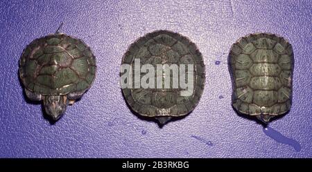 Manteldeformität bei juvenilen Rotary-Schiefer, Trachemys scripta elegans Stockfoto