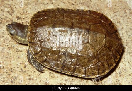 Spanische oder mediterrane Teichschildkröte, Mauremys leprosa Stockfoto