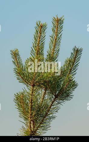 Ende des Kiefernbaums mit blauem Himmel, Detail Stockfoto