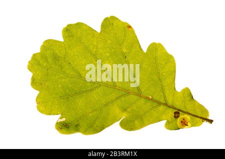 Einzelnes Blatt aus Eiche mit Hintergrundbeleuchtung, isoliert auf weiß, Detail Stockfoto