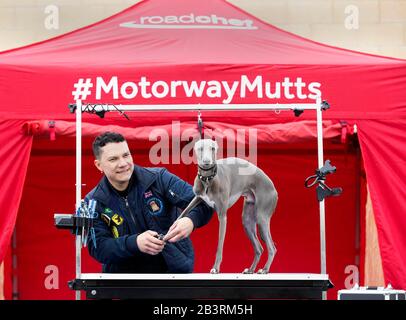 Redaktionelle VERWENDUNG ONLYLloyd The Italian Greyhound/Whippet Cross mit Groomer Valter Andrade bei der Einführung eines Pop-up-Spas für Hunde, die auf dem Weg zu den diesjährigen Crufts im Roadchef in Norton Canes verwendet werden sollen. PA Foto. Bilddatum: Donnerstag, 5. März 2020. Das Spa wurde vom Autobahnbetreiber eingerichtet, um die Bedeutung der Pausen bei Autofahrten hervorzuheben und Roadchef als haustierfreundlichen Ort zu etablieren. Dies ergibt sich aus den vorhandenen Haustierdiensten, die Hundeganlagen über ihre Standorte im ganzen Land und 17 haustierfreundlichen Tagen I umfassen Stockfoto