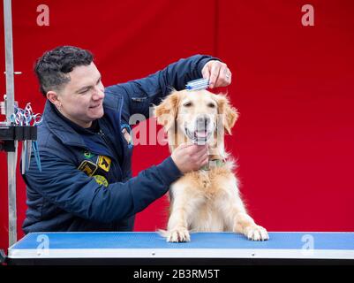 Redaktionelle VERWENDUNG ONLYGolden Retriever Hugo mit Groomer Valter Andrade bei der Einführung eines Pop-up-Spas für Hunde, die auf dem Weg zu den diesjährigen Crufts im Roadchef in Norton Canes verwendet werden sollen. PA Foto. Bilddatum: Donnerstag, 5. März 2020. Das Spa wurde vom Autobahnbetreiber eingerichtet, um die Bedeutung der Pausen bei Autofahrten hervorzuheben und Roadchef als haustierfreundlichen Ort zu etablieren. Dies ergibt sich aus den vorhandenen Haustierdiensten, die Hundeganlagen auf ihren Websites landesweit und 17 haustierfreundlichen Days Inn Hotels umfassen. Foto cre Stockfoto