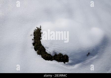 Nahaufnahme von Moos, das von frisch gefallenem unberührtem Schnee bedeckt ist. Kunst, Konzept. Hintergrund. Winter. Stockfoto