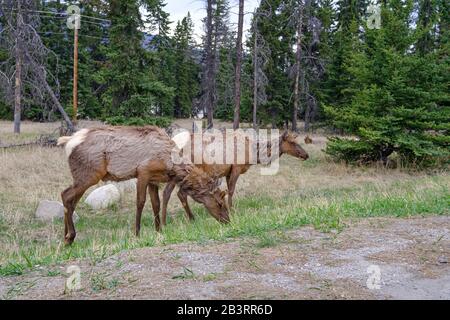 Zwei Mauldeer weideten im Jasper National Park, Canadian Rockies, Alberta, Kanada. Stockfoto